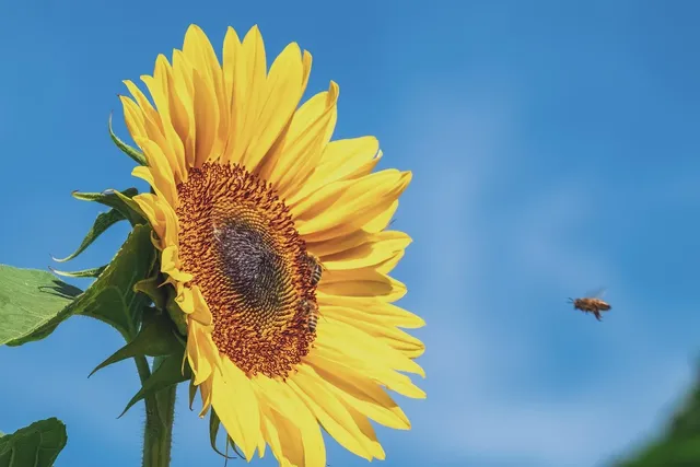 Sun flower.png