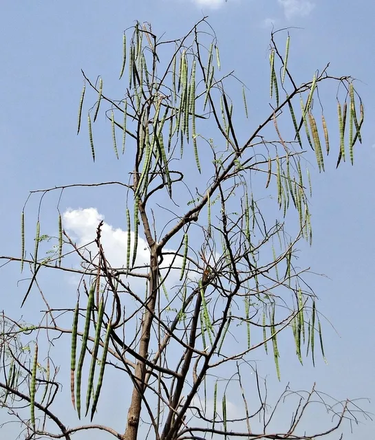 Moringa with Gymnema