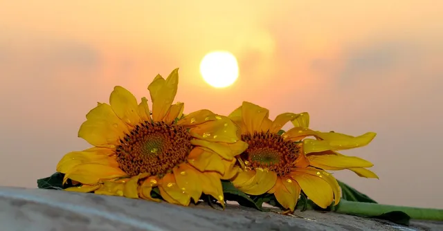 Sun flower 1.JPG