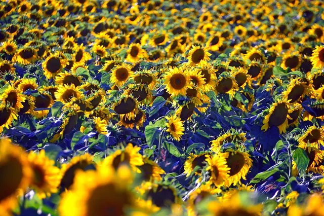Sunflower (2).jpg