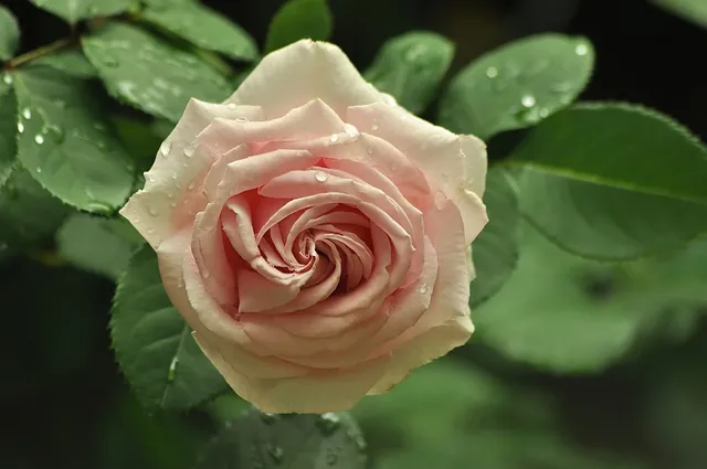 Rose Herbata.png