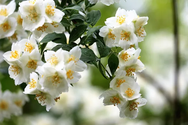 Jasmine.png