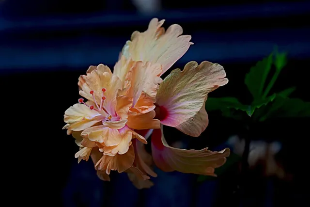 Hibiscus with Orange.png
