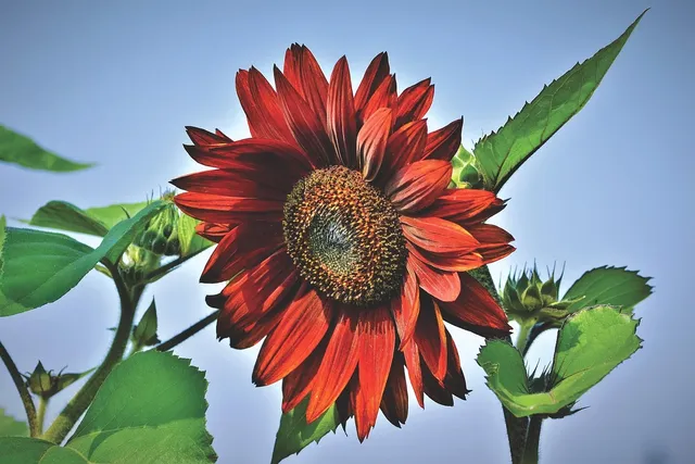 Sun flower.png