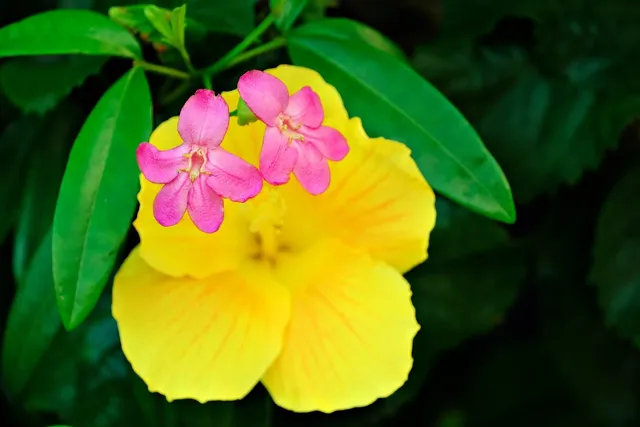 Hibiskus z pomarańczą