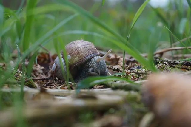 Green Snail.png