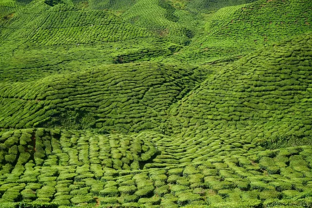 Lapsang Souchong.png